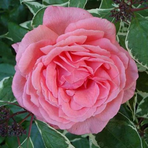Троянда Pariser Charme фото