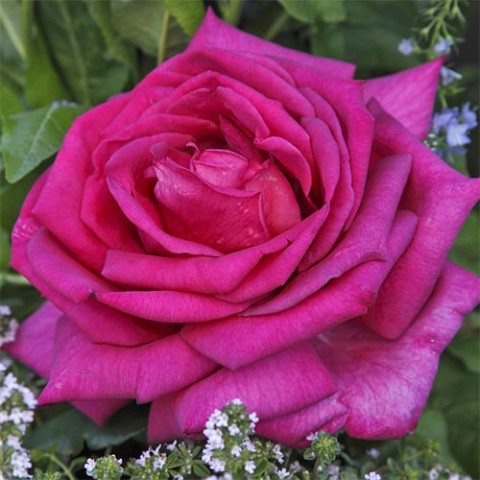 Троянда Parole фото
