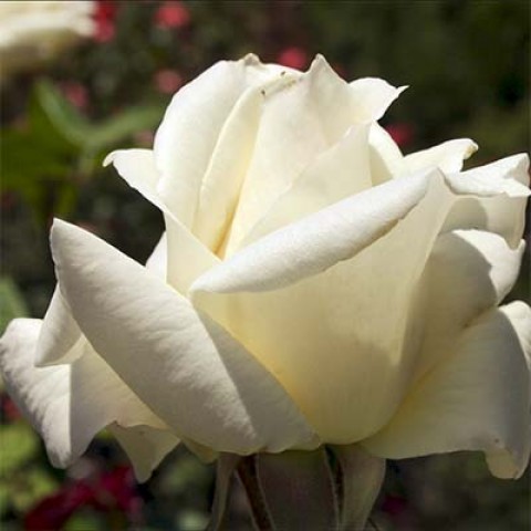Троянда Pascali фото