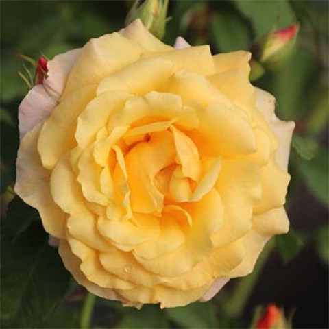 Троянда Postillion фото