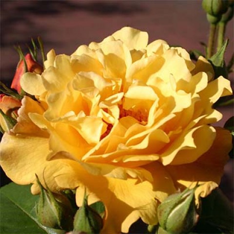 Троянда Postillion фото