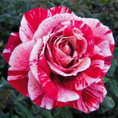 Троянда Rachel Louise Moran фото
