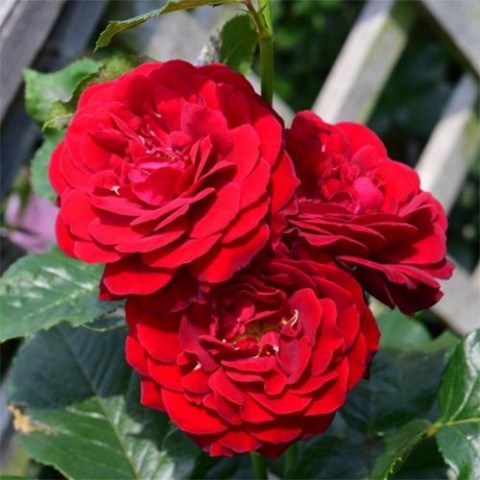 Троянда Red Abundance фото