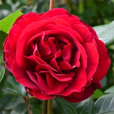 Троянда Red Abundance фото