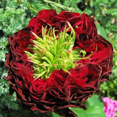 Троянда штамбова Red Eye фото