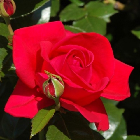 Троянда Red Flame фото