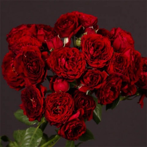 Троянда Ред Сенсейшн фото