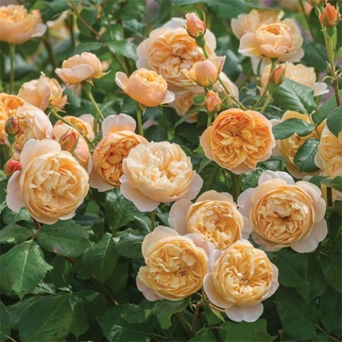Троянда Roald Dahl фото