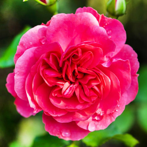 Троянда Rosarium Uetersen фото