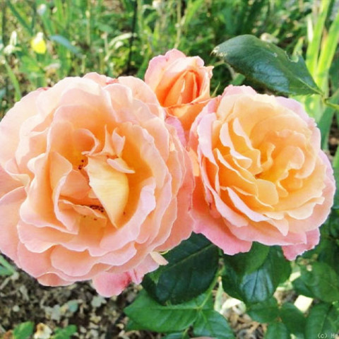 Троянда Rosemary Harkness фото