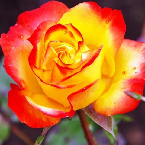 Троянда Samba фото