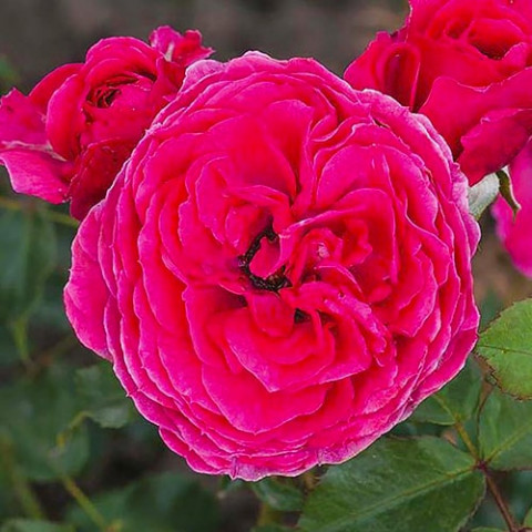 Троянда Sava Reka фото