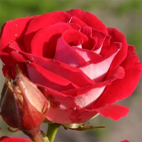 Троянда Schöne Koblenzerin фото