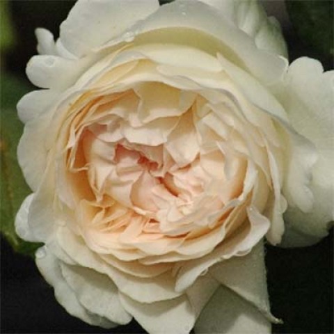 Троянда Sebastian Kneipp фото
