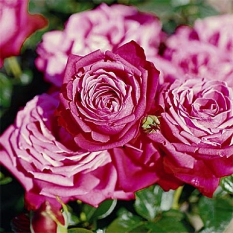Троянда Senteur Royale фото