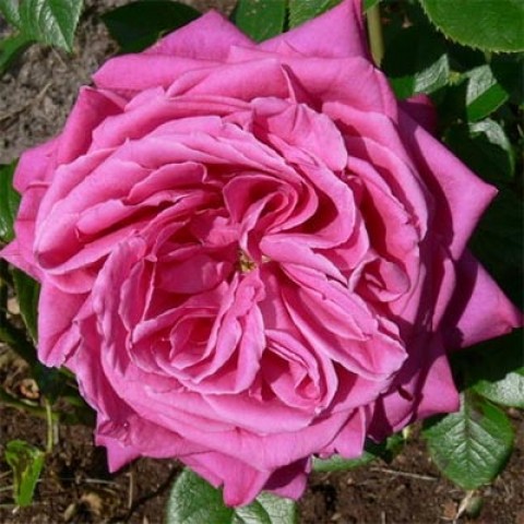 Троянда Senteur Royale фото