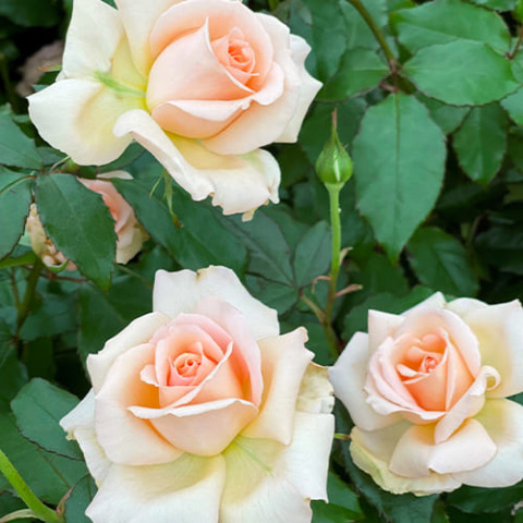 Троянда Chandos Beauty фото