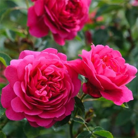 Троянда Sir John Betjeman фото