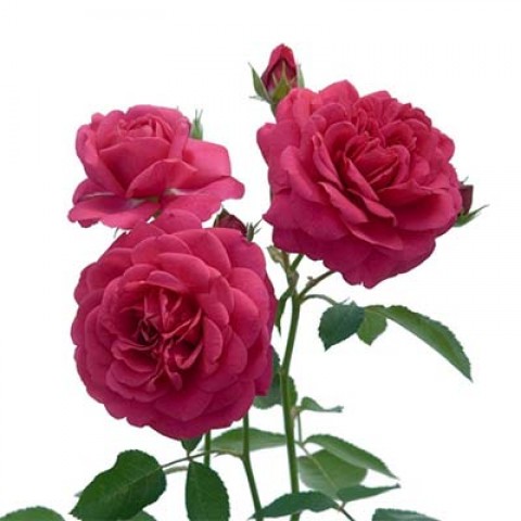 Троянда Sir John Betjeman фото