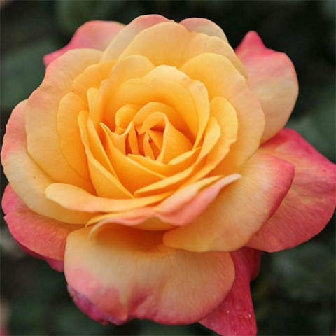 Троянда Speelwark фото