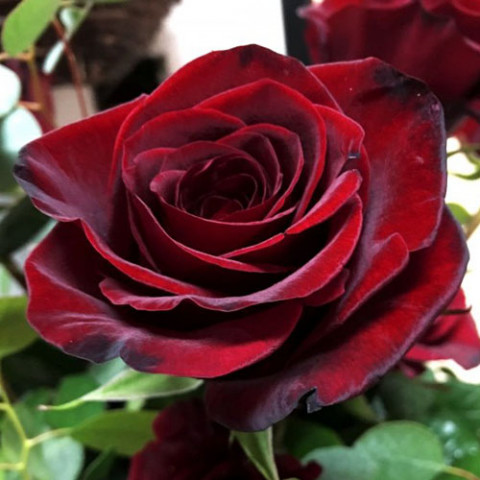 Троянда штамбова Black Magic фото