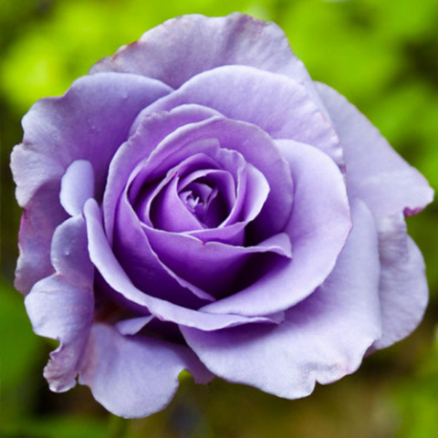 Троянда штамбова Blue Nile фото