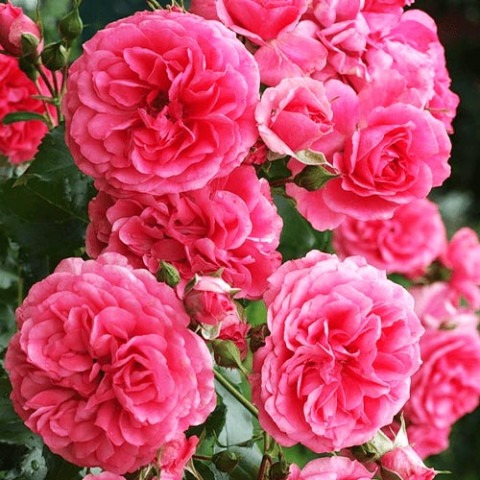 Троянда штамбова Rosarium Uetersen фото