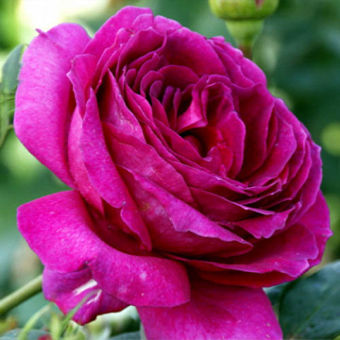 Троянда штамбова Yrianda фото