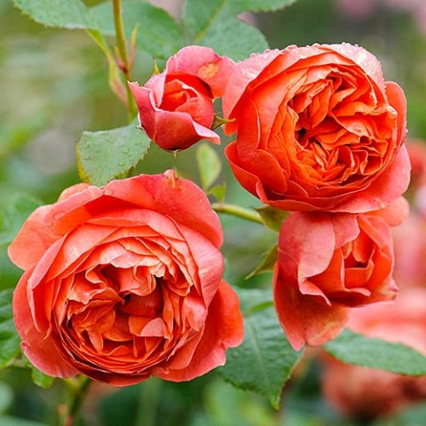 Троянда Summer Song (Насичений аромат) фото