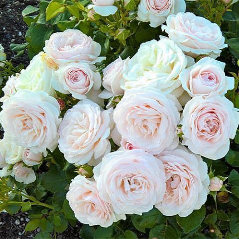 Троянда Sweet Romanza фото