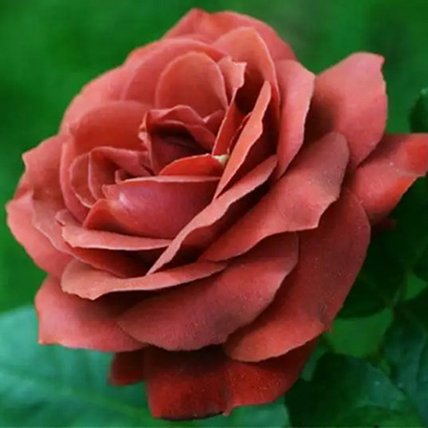 Троянда Terracotta фото