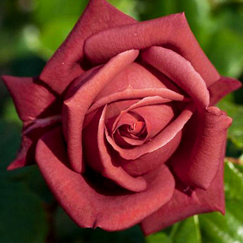 Троянда Terracotta фото