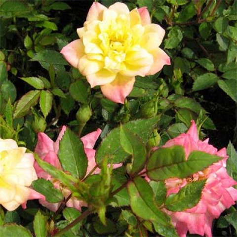 Троянда Tricolor Fairy фото