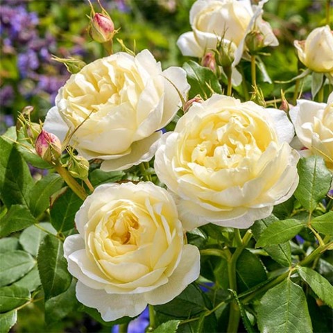 Троянда Vanessa Bell (Гігантська квітка) фото