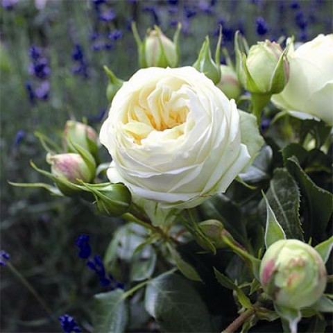 Троянда Wedding Piano фото