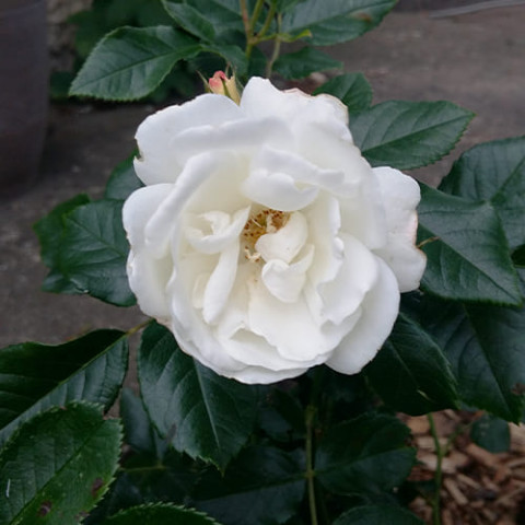 Троянда Weisse Wolke фото