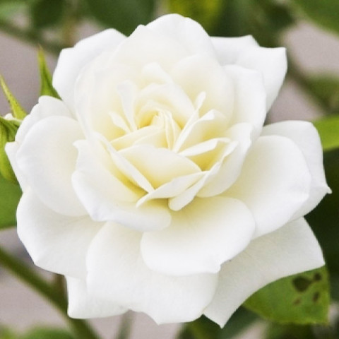Троянда штамбова White Lady фото