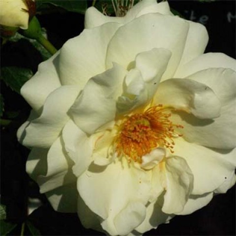 Троянда White Meilove фото
