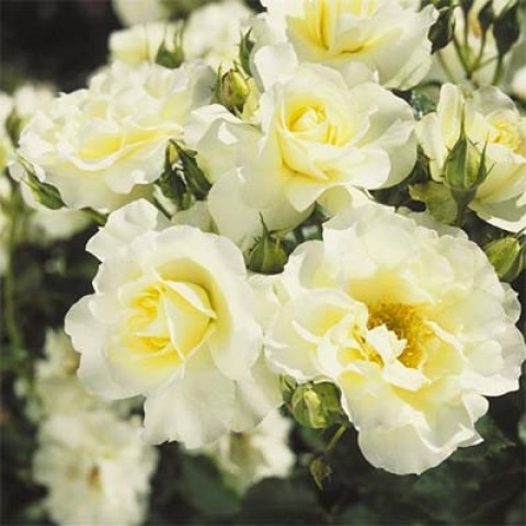 Троянда White Meilove фото