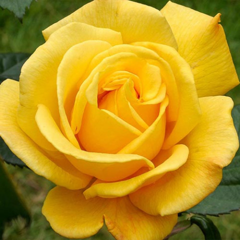 Троянда штамбова Yellow Doll фото