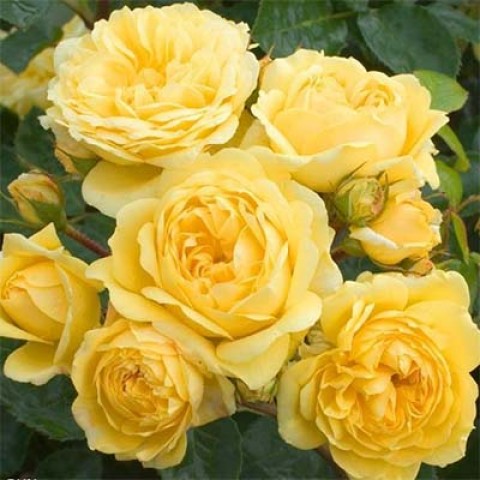 Троянда Yellow Meilove фото