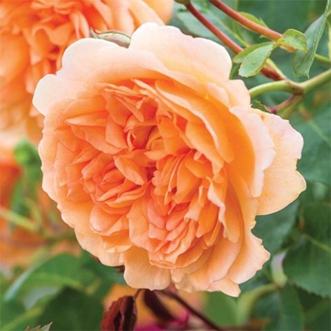 Троянда Dame Judi Dench (Гігантська квітка) фото