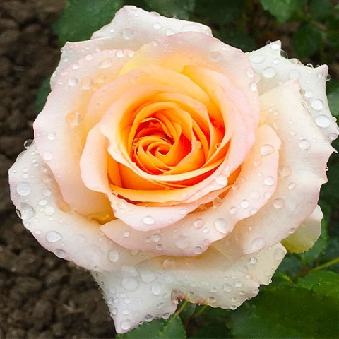 Троянда Byblos фото