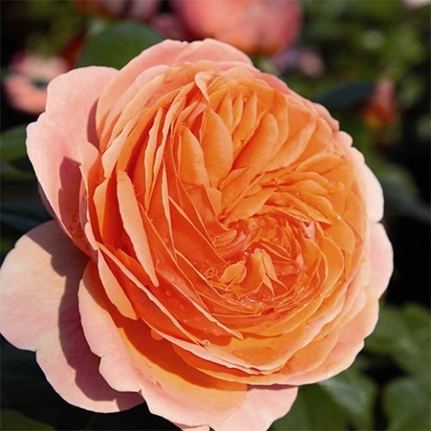 Троянда Chippendale фото