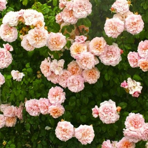 Троянда Rose de Tolbiac фото