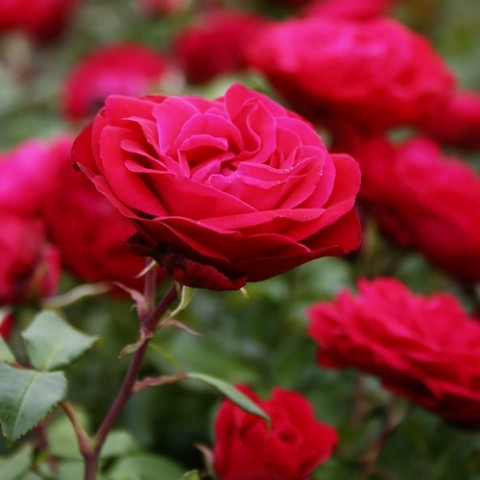 Троянда Rouge Meilove фото