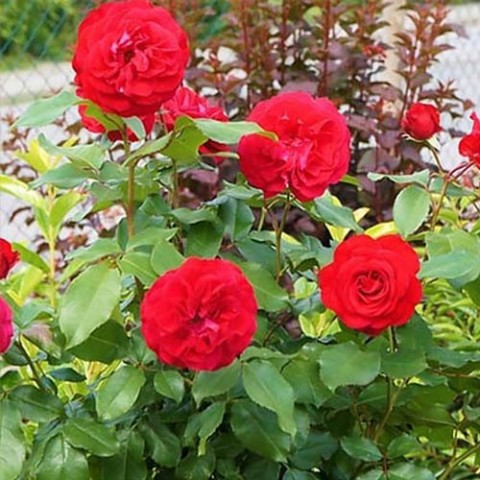 Троянда Rouge Meilove фото