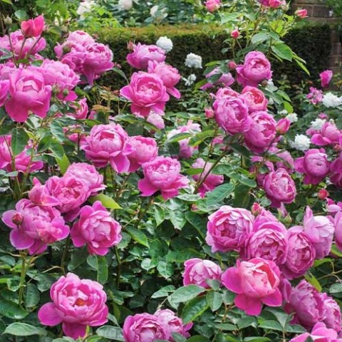 Троянда Royal Jubilee фото