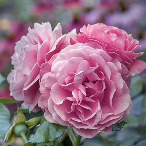 Троянда Рожева фото