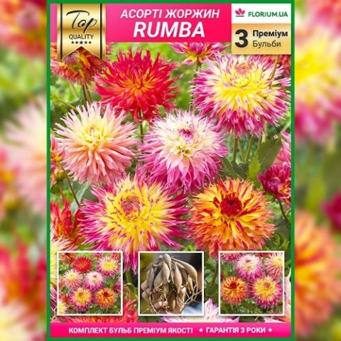 Преміум жоржини Rumba (брендова упаковка) фото